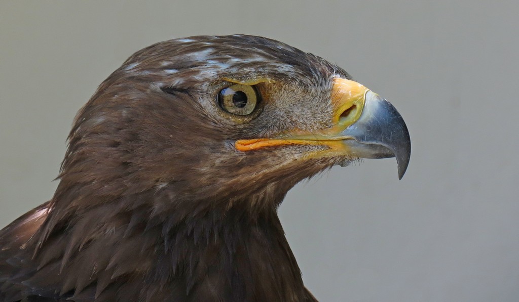 Steinadler