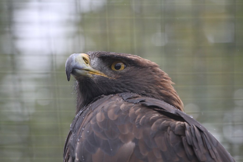 Steinadler (Aquila chrysaetos) am 2.10.2010 in der African Lion Safari in Cambridge,Ont.