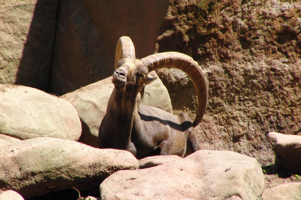 Steinbock mit imposantem Geweih, aufgenommen im Nrnberger Tiergarten am 27.7.2011