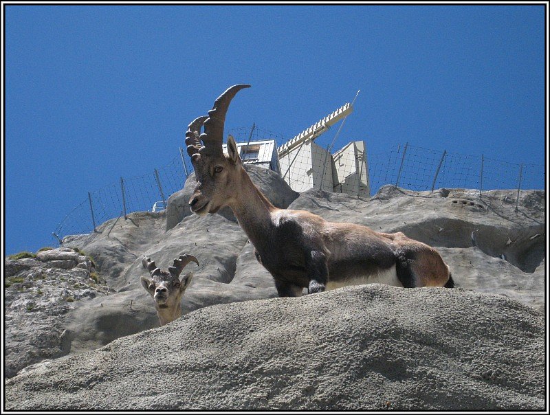 Steinbcke am Pilatus, gesehen im Juli 2009. Im Hintergrund Einrichtungen des schweizer Militrs.