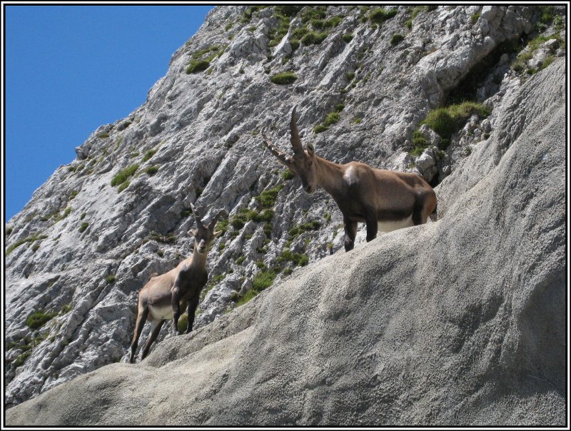 Steinbcke am Pilatus in der Schweiz, gesehen im Juli 2009.