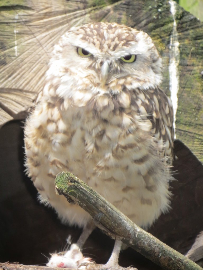 Steinkauz (?) im Zoo von Oppeln (Opole) am 31.05.2013