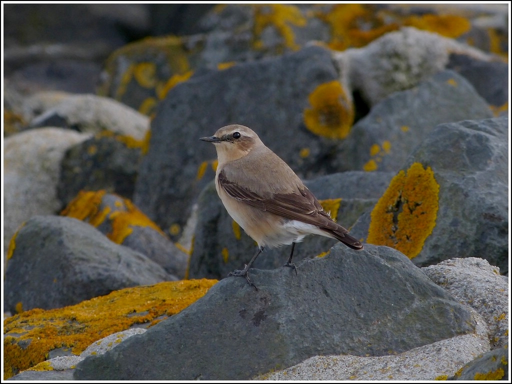 Steinschmtzer (Oenanthe oenanthe) aufgenommen am Fhrhafen von Norddeich. 05.05.2012. (Jeanny)