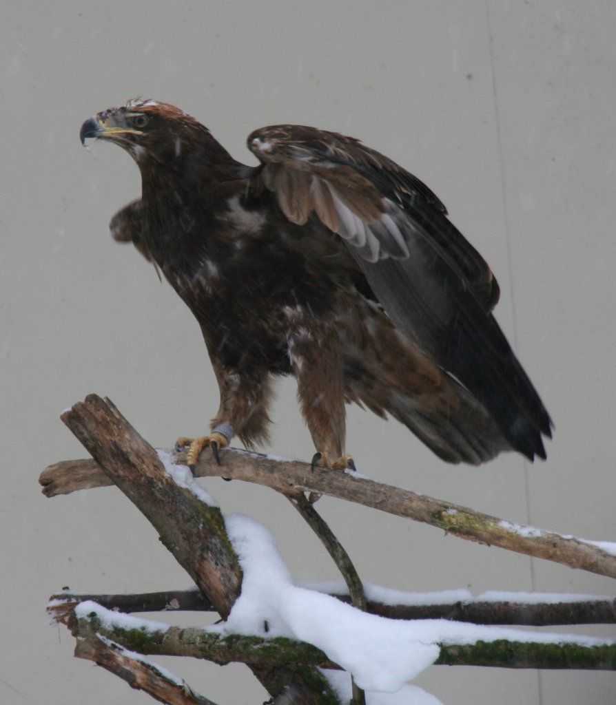 Steppenadler (Aquila nipalensis) am 9.1.2010 im Tierpark Berlin.