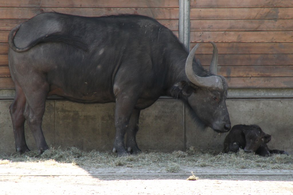 Steppenbffel- oder Schwarzbffelkuh (Syncerus caffer caffer) mit Neugeborenem. Tierpark Berlin am 17.4.2010.