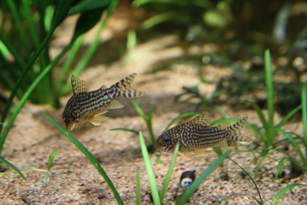 Sterbas Panzerwels oder auch Orangeflossen-Panzerwels (Corydoras sterbai) am 19.3.2010 im Zooaquarium Basel.