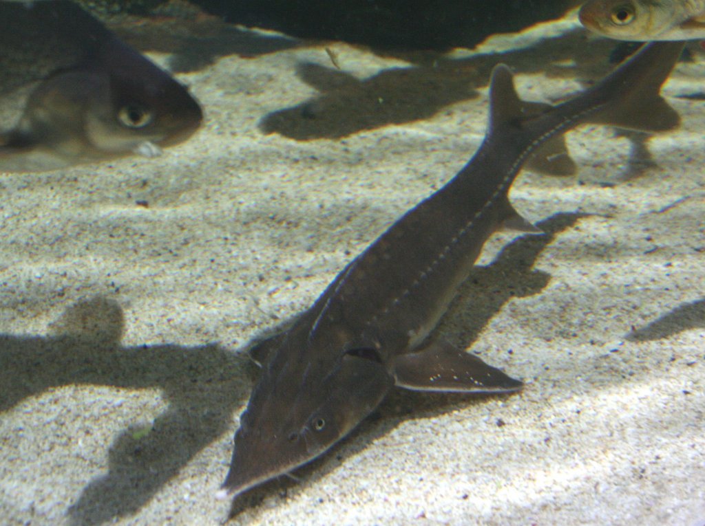 Sterlet (Acipenser ruthenus) am 10.1.2010 im Sea Life Berlin.