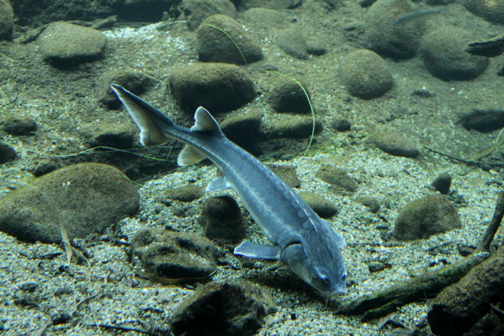 Sterlet (Acipenser ruthenus) am 19.3.2010 im Zooaquarium Basel.