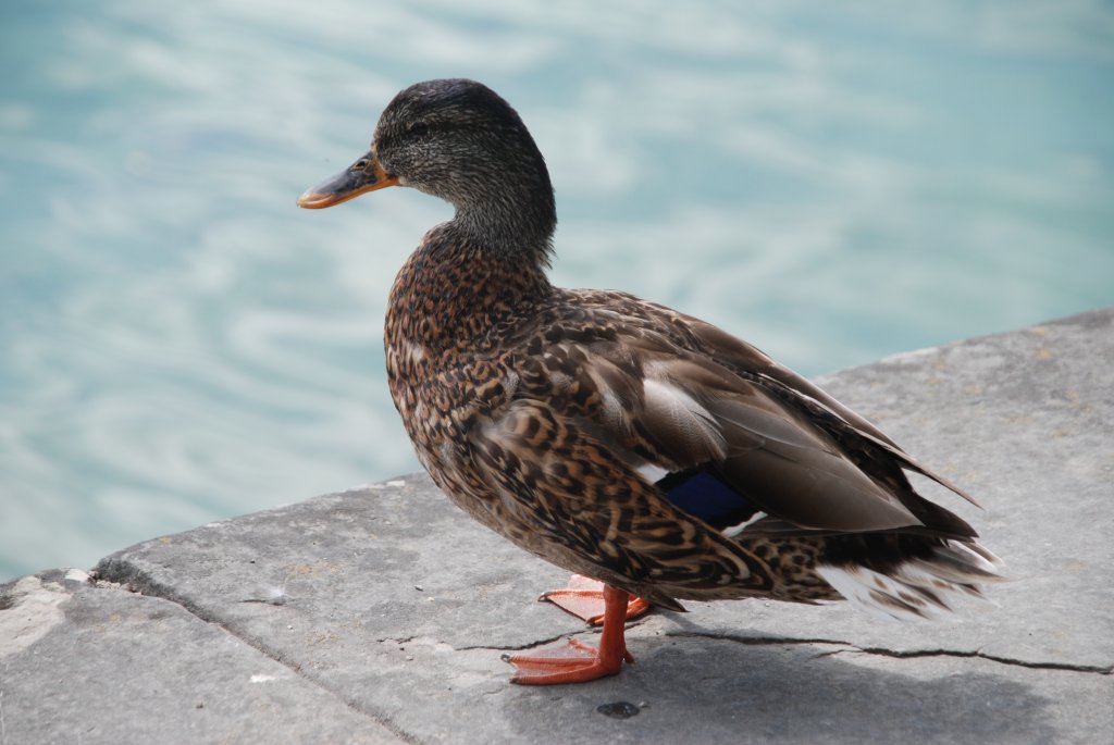 Stockente ♀ auf der Insel Mainau (KONSTANZ, Landkreis Konstanz/Deutschland, 05.09.2008)