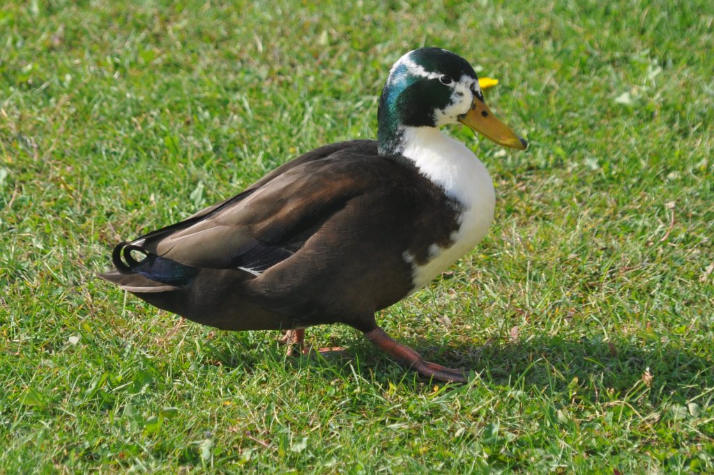 Stockente mit anderer Fiederung am Gardasee (SAL, Provinz Brescia/Italien, 30.09.2011)