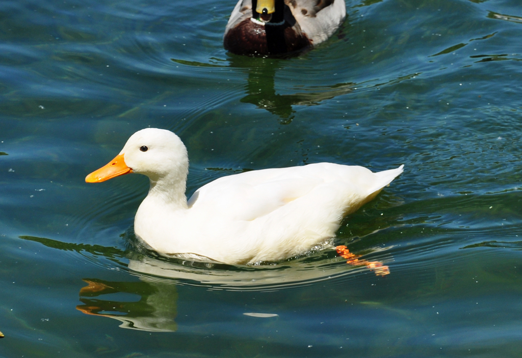 Stockente, offensichtlich Albino, auf dem Zlpicher See - 29.05.2011