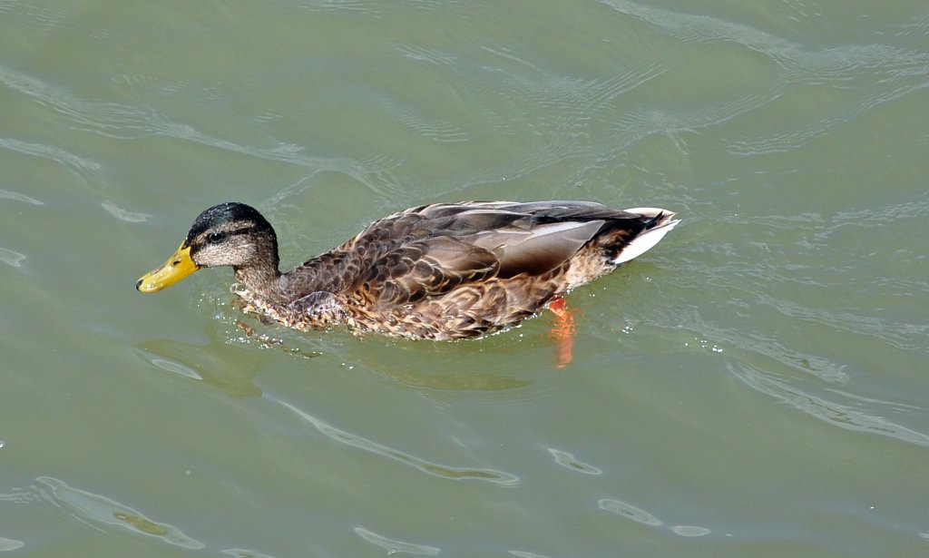 Stockente im Rhein bei Remagen - 06.08.2010