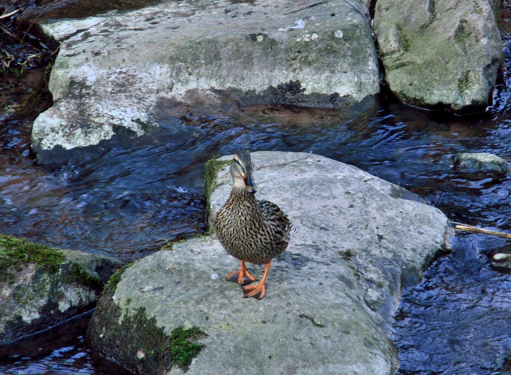 Stockente im Seebach in Neckargerach. 2.3.2013