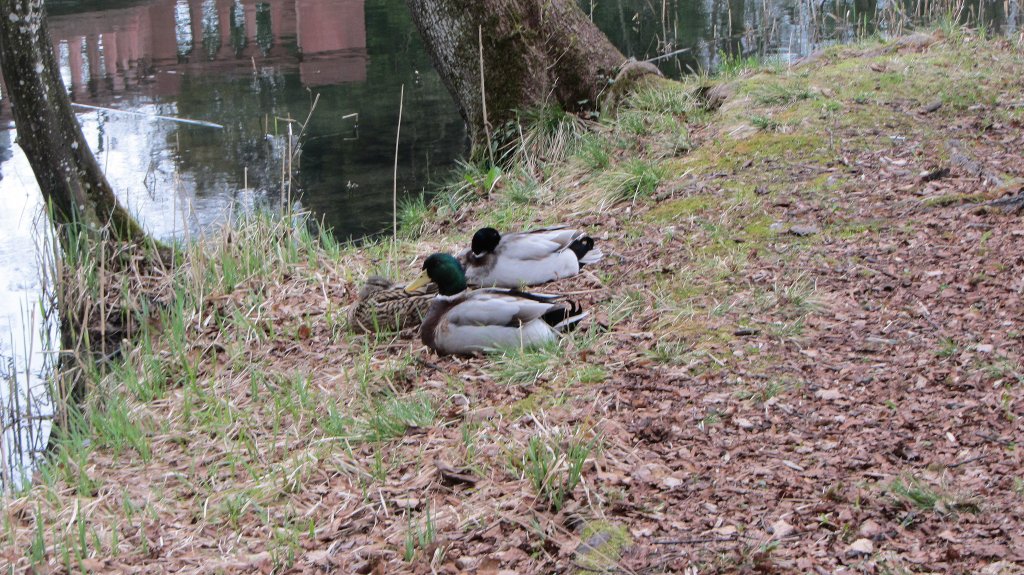 Stockenten (Anas) an einem Teich bei Brixlegg.(15.4.2012)