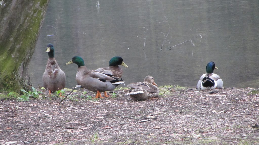 Stockenten (Anas) in Brixlegg an einem Teich am 15.4.2012.