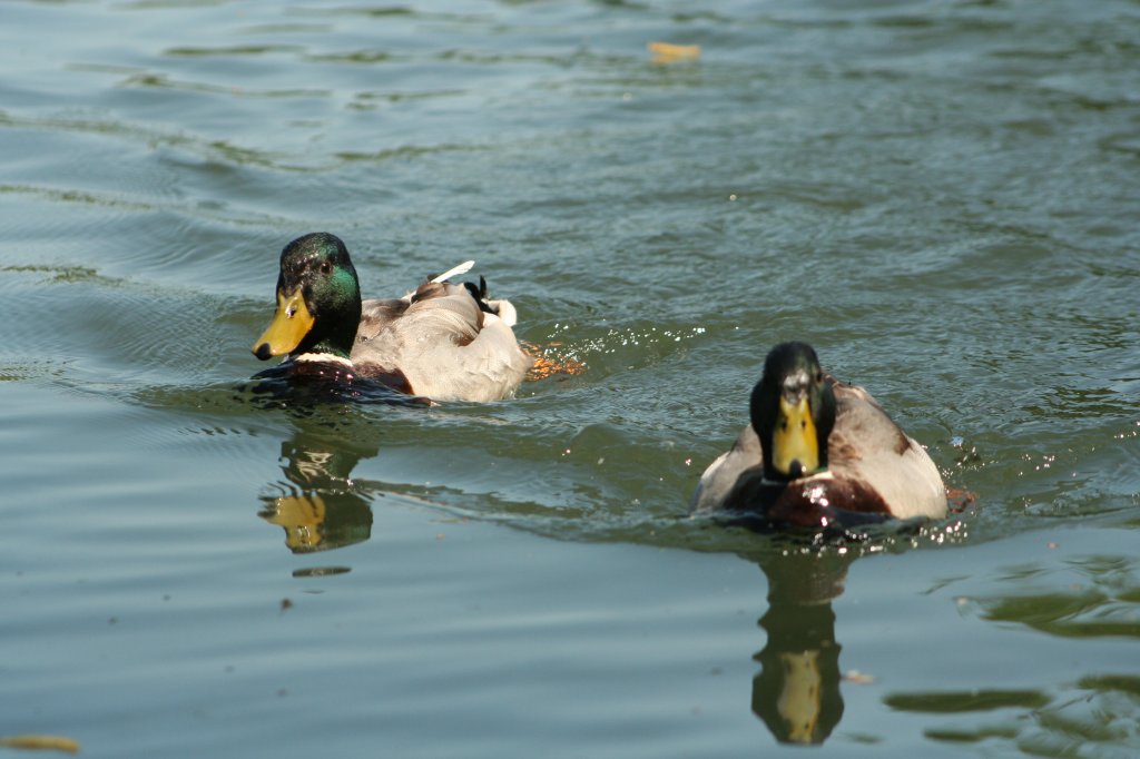 Stockenten auf dem Weg zum Boot, um sich einen kleinen Zwischenimbiss abzuholen. Taubergiessen, 10.5.2008 