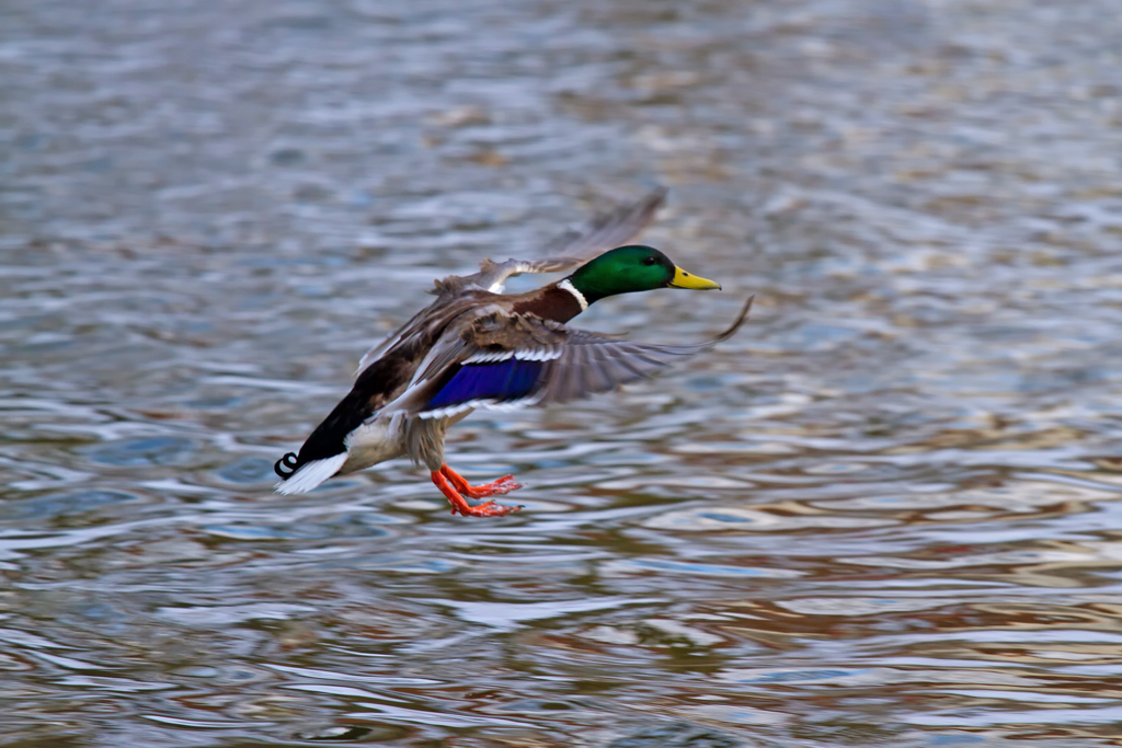 Stockenten Erpel im Landeanflug. - 22.03.2013