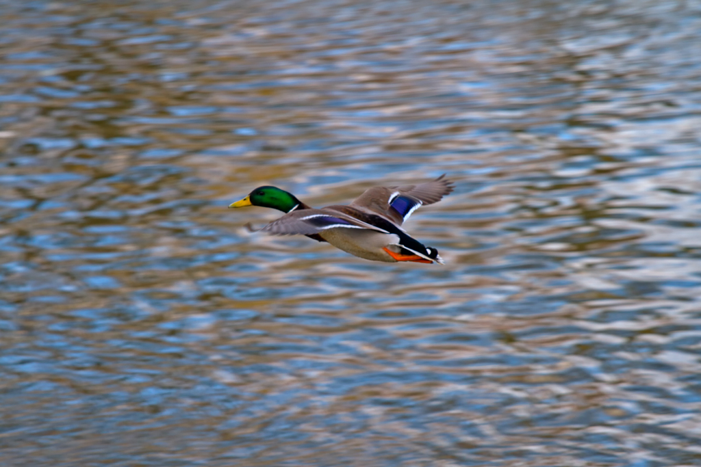 Stockenten Erpel im Vorbeiflug. - 22.03.2013