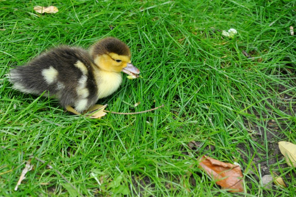 Stockenten-Jungvogel im Park Oude Plantsoen (DEVENTER, Provinz Overijssel/Niederlande, 19.08.2011)