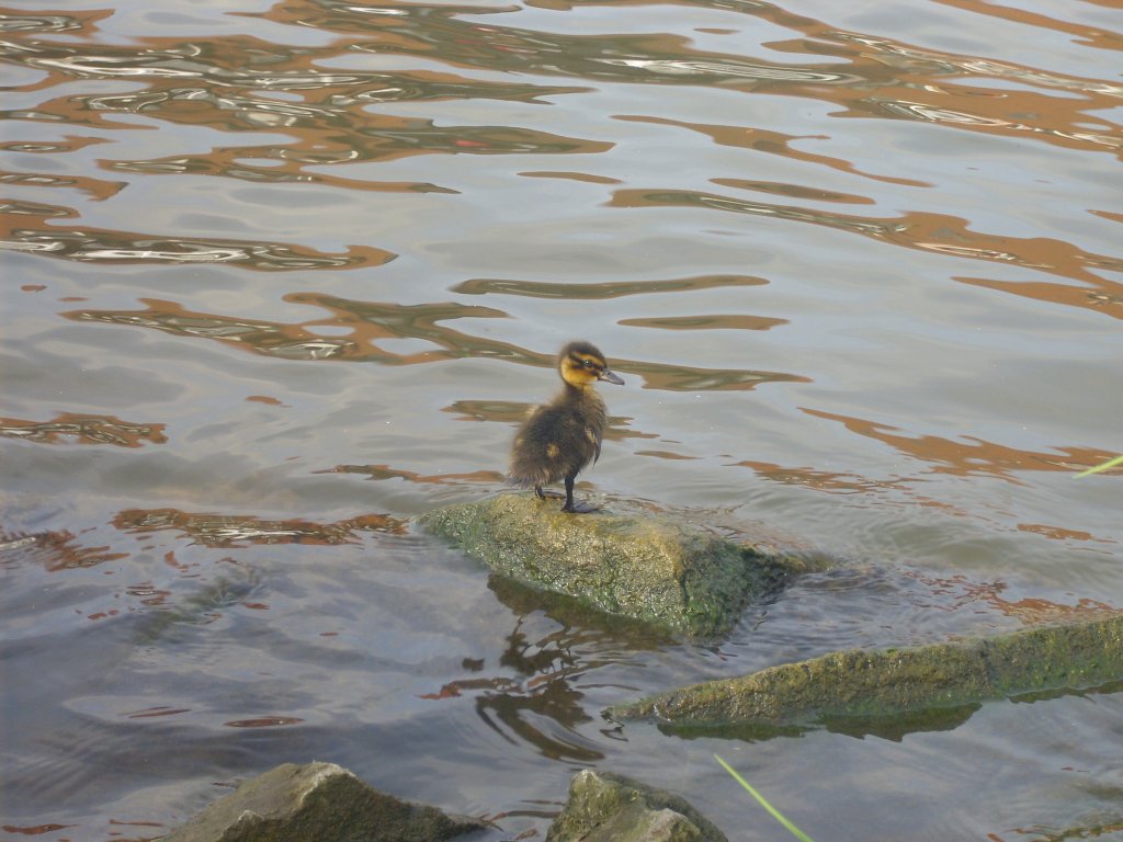 Stockenten-Kcken gesehen an der Regnitz in Bamberg 07.07.2013