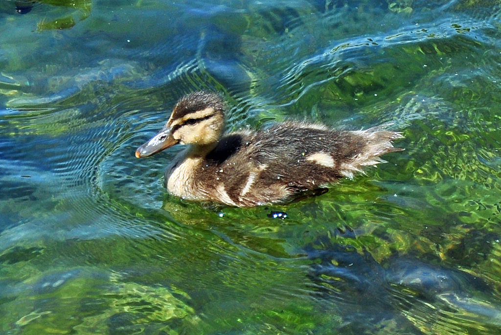 Stockenten-Kken auf dem Zlpicher See - 29.05.2011