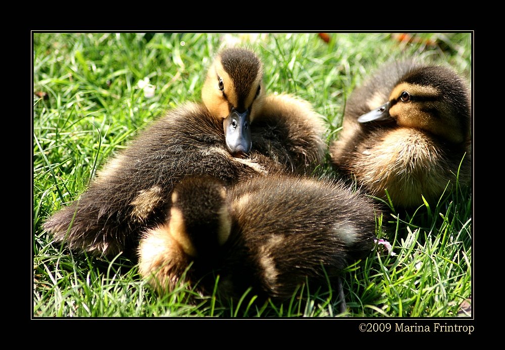 Stockenten-Kken - Stockenten auch Mrzenten (Anas platyrhynchos) - Fotografiert im Kaisergarten, Oberhausen