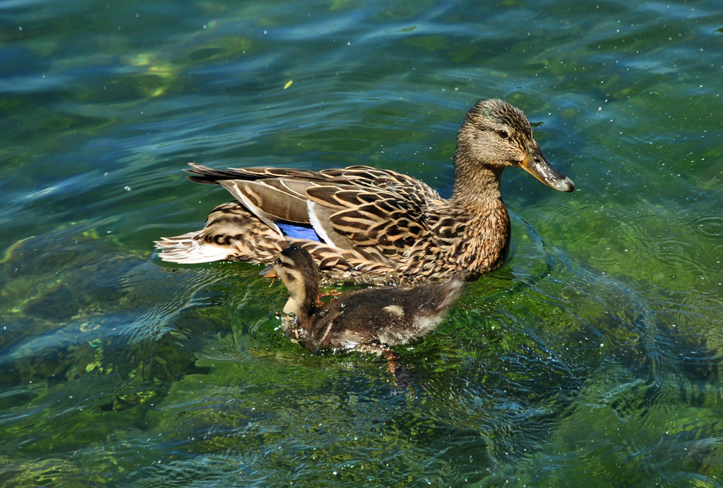 Stockenten-Mama mit Kken auf dem Zlpicher See - 29.05.2011