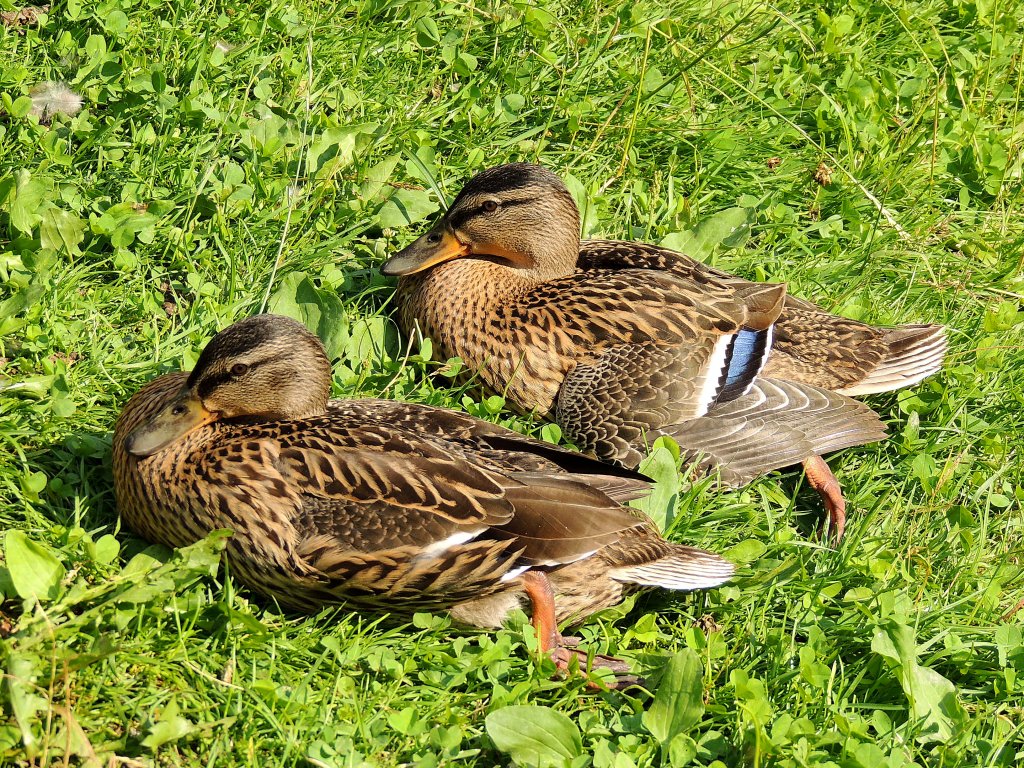 Stockenten(Anas platyrhynchos)lassen sich bei ihrer kleinen Rast nicht stren; 120626