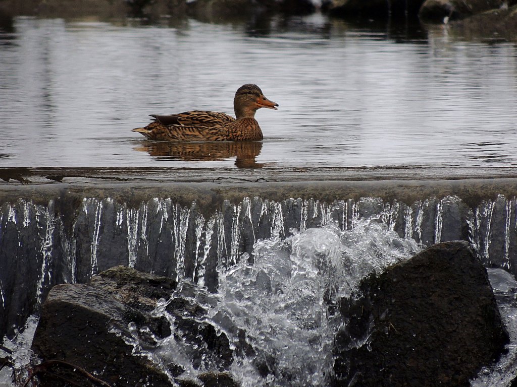 Stockentendame am Rande eines Wasserfalls; 131119