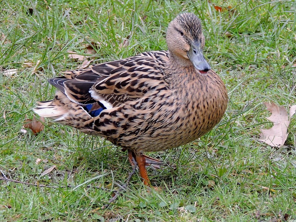 Stockentendame (Anas platyrhynchos)schnattert vor sich her; 130406