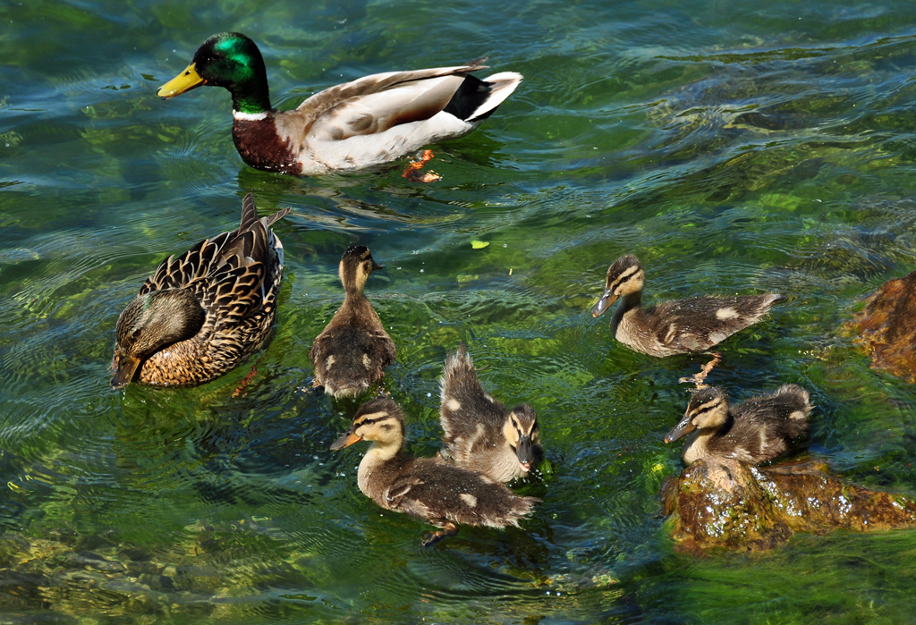 Stockentenfamilie auf dem Zlpicher See - 29.05.2011