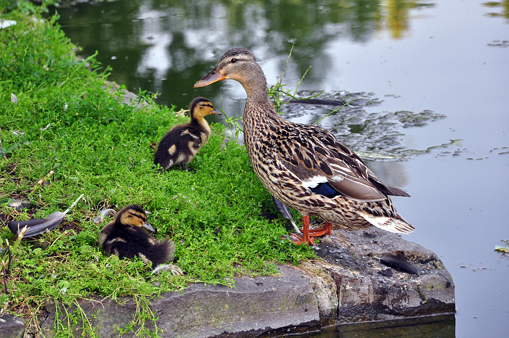 Stockentenmutter mit Jungen an einem See in der Rheinaue Bonn - 26.07.2012