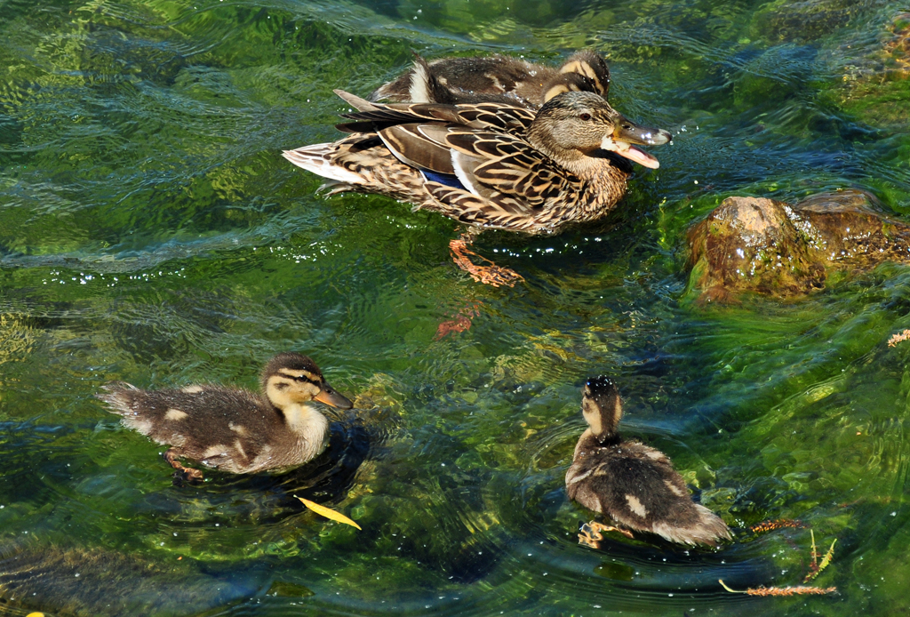 Stockentenmutter mit Kken im Zlpicher See - 29.05.2011