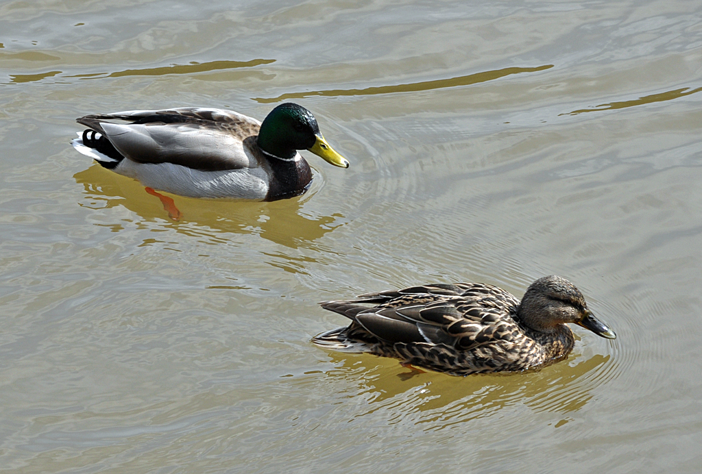 Stockentenpaar auf einem See bei Kommern - 01.04.2013