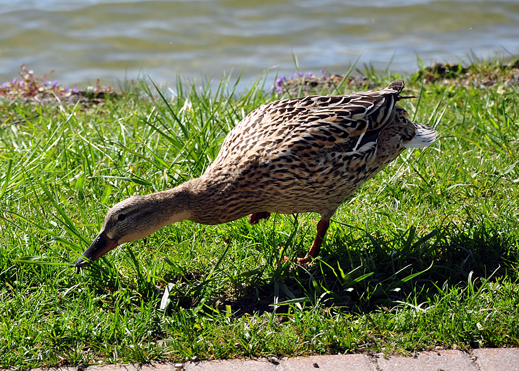 Stockentenweibchen am Ufer des Chiemsees - 27.04.2012