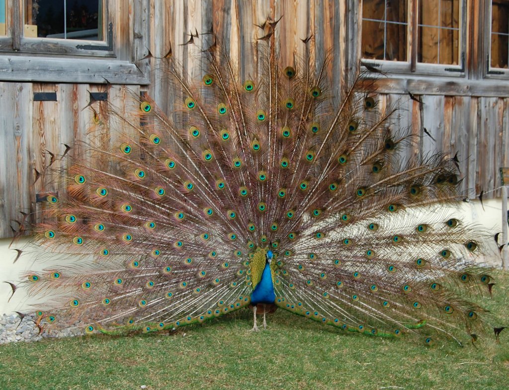 Stolz zeigt diese Pfau auf Gut Aiderbichl
sein Rad.
(Henndorf, 20.03.2011)