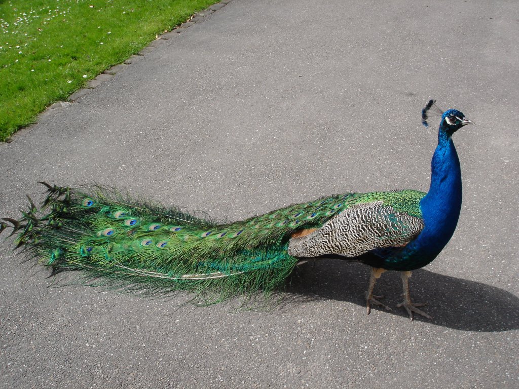 stolzer Pfau,
im Stadtpark Lahr/Schwarzwald,
April 2006