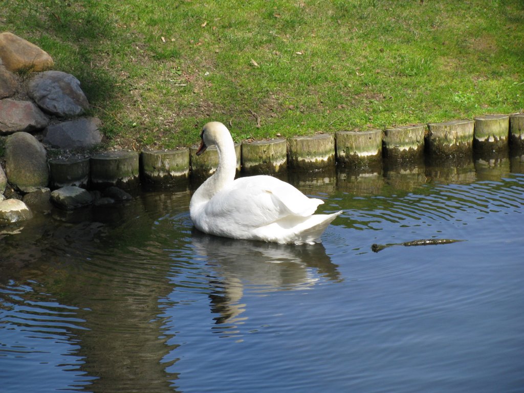 stolzer Schwan auf den gewssern des Schweriner Schlopark´s