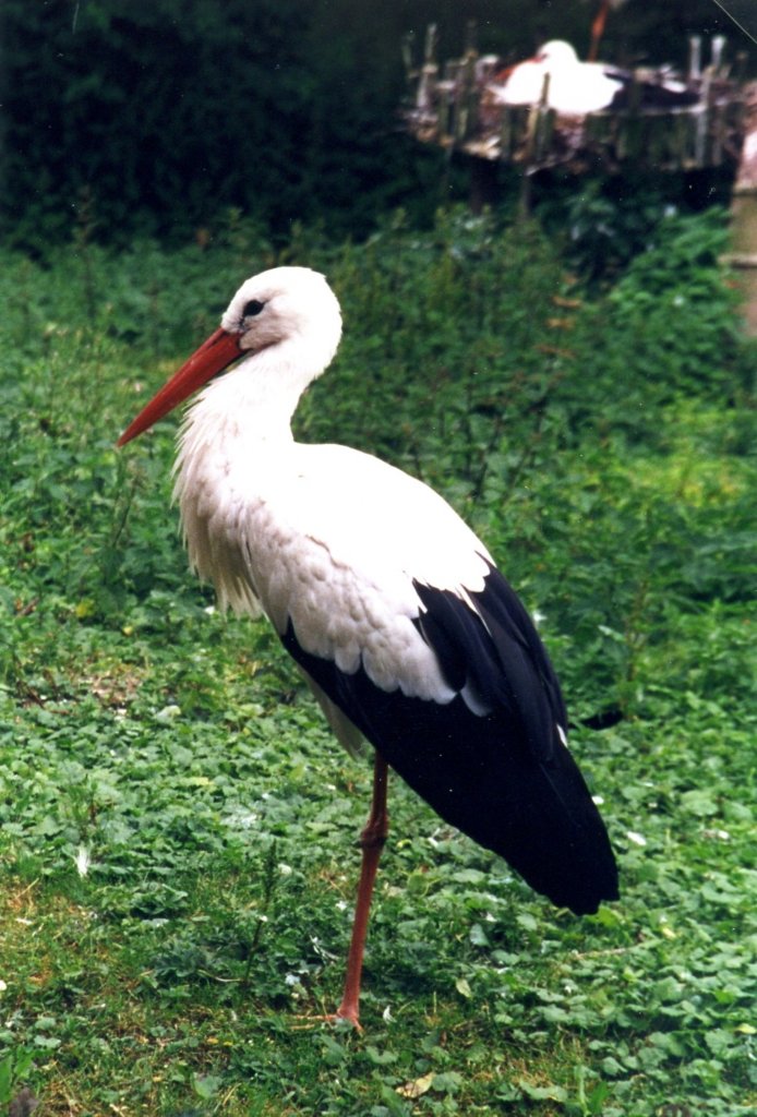 Storch im Allwetterzoo (MNSTER/Deutschland, 29.06.1999) -- eingescanntes Foto