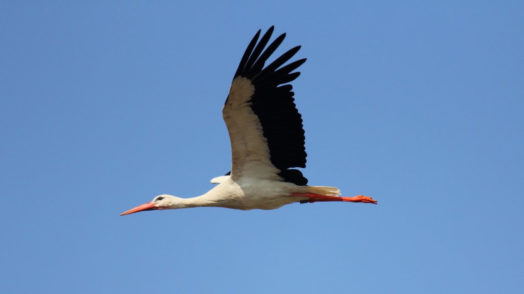 Storch am 04.07.2012.