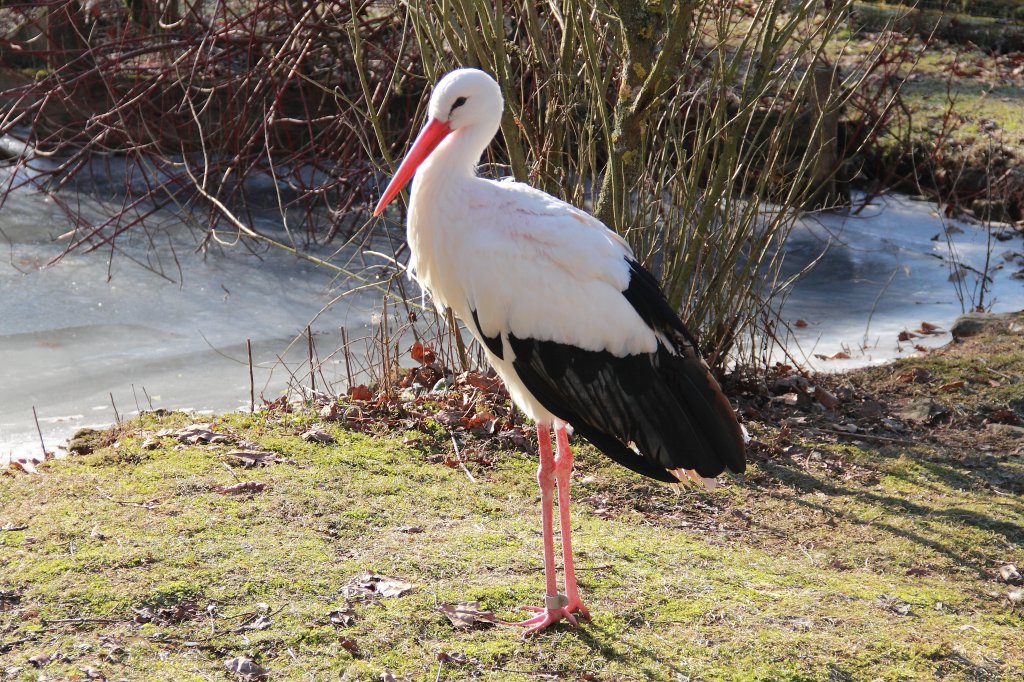Storch am 25.01.2012.
