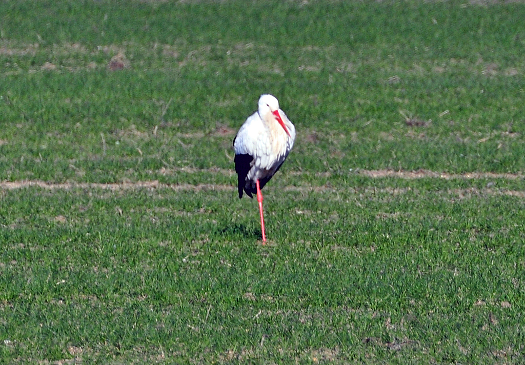 Storch auf einer Wiese bei Erftstadt - 06.02.2012