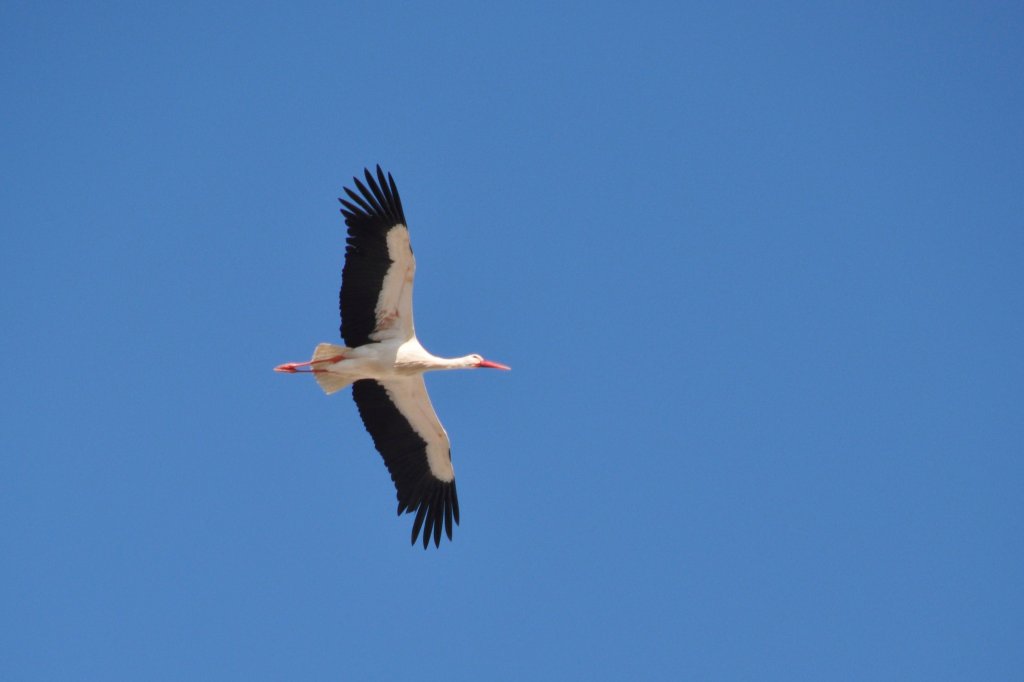 Storch (OLHO, Distrikt Faro/Portugal, 22.02.2011)