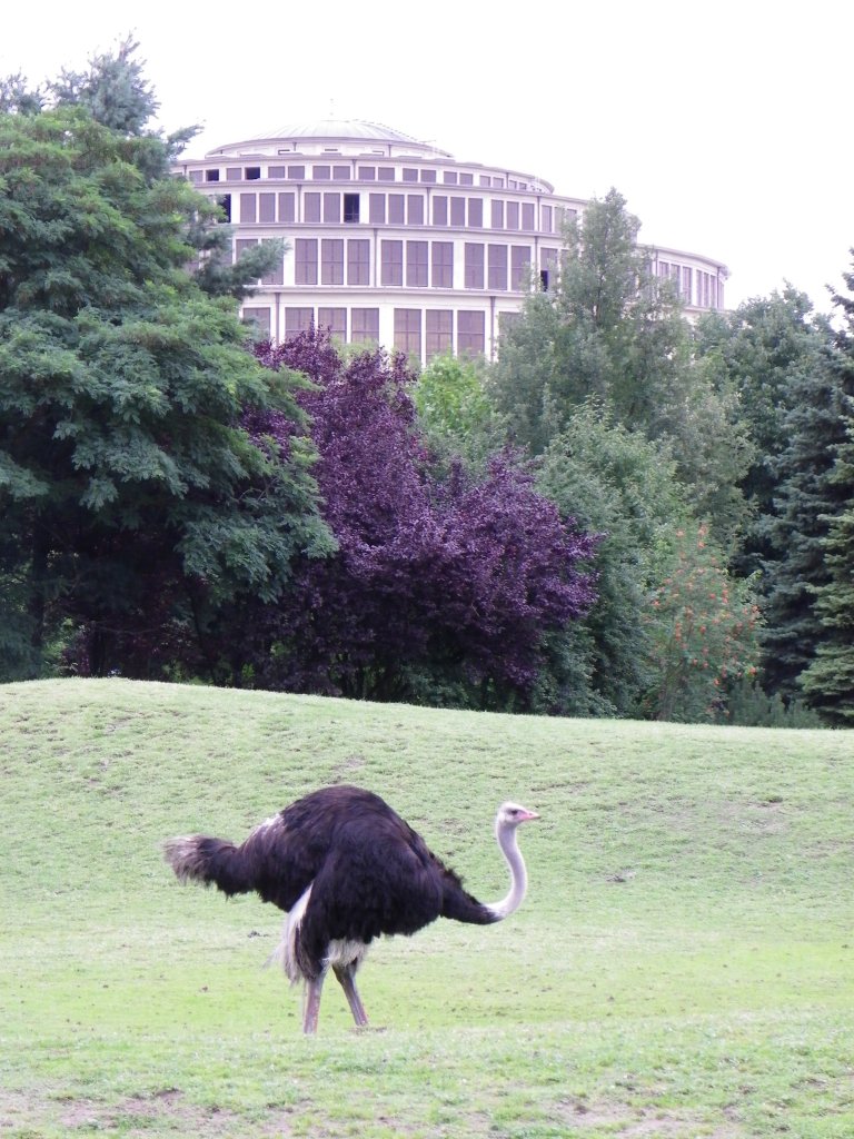 Strau im Zoo von Breslau (Wroclaw) vor der Jahrhunderthalle im Sommer 2011