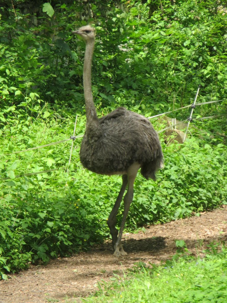 Strau im Zoo von Oppeln (Opole) am 31.05.2013