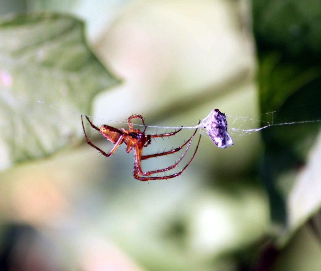 Streckerspinne beim einweben ihrer Beute