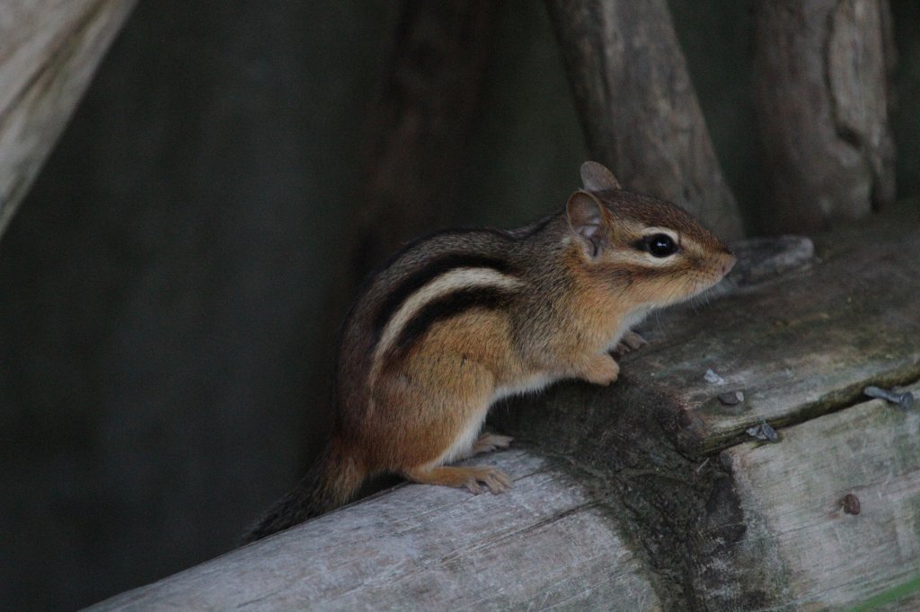 Streifen-Backenhrnchen (Tamias striatus) am 13.9.2010 auf dem Gelnde des Torontoer Zoos.