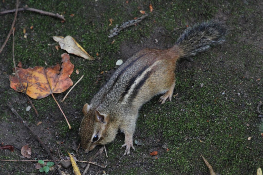 Streifen-Backenhörnchen (Tamias striatus) am 6.10.2010 in Hamilton,ON.