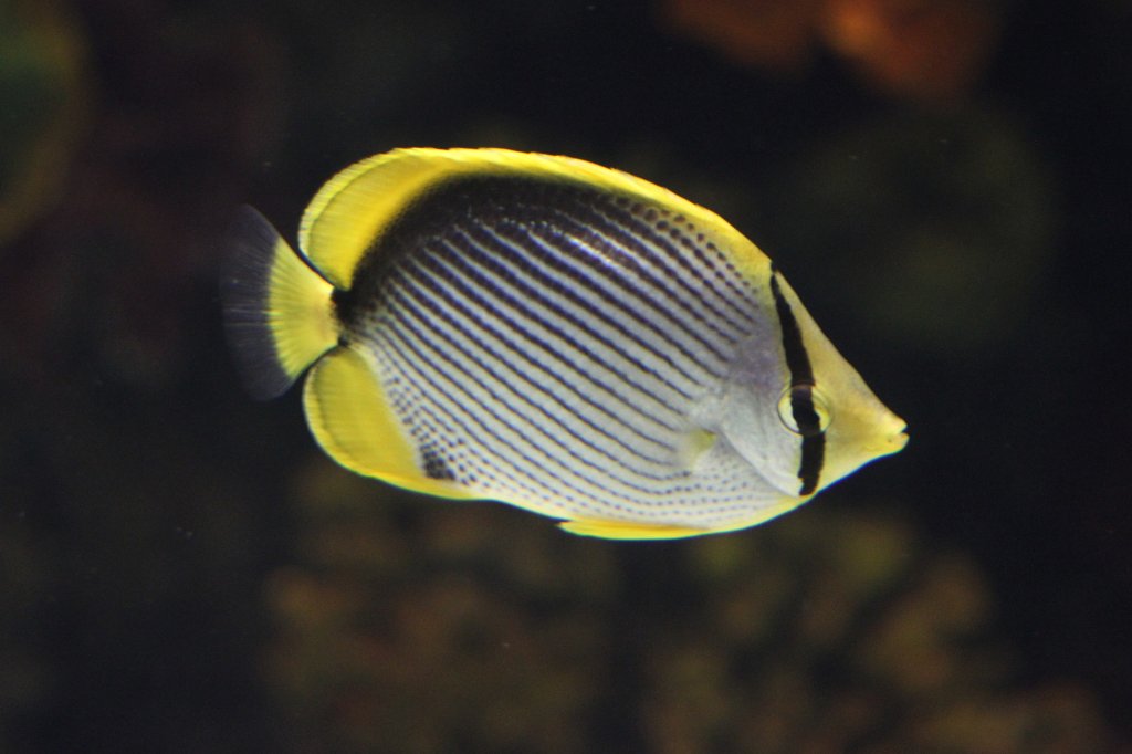 Streifen-Falterfisch (Chaetodon melannotus) am 25.9.2010 im Toronto Zoo.
