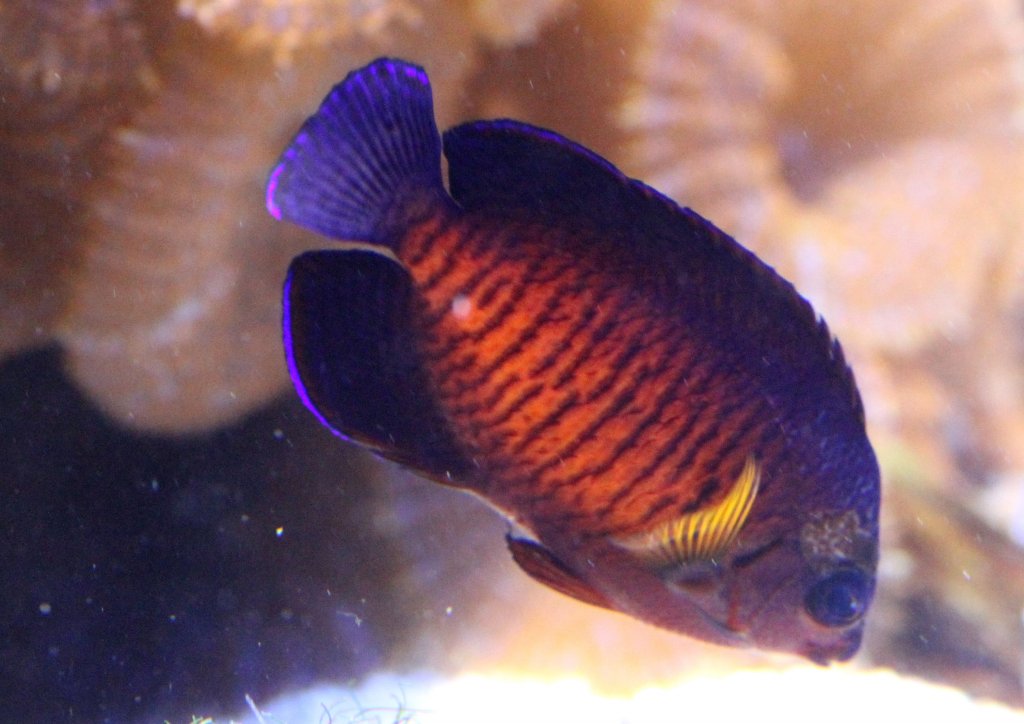 Streifen-Zwergkaiserfisch (Centropyge bispinosa) am 9.2.2010 im Vivarium Karlsruhe.